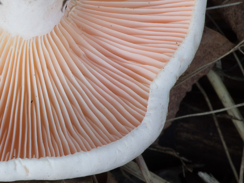 Leucopaxillus rhodoleucus